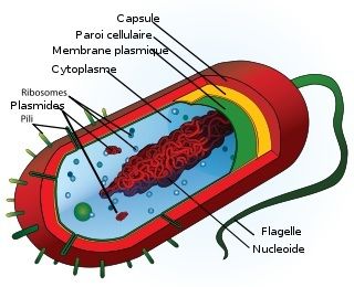 Dessin d'une bactrie